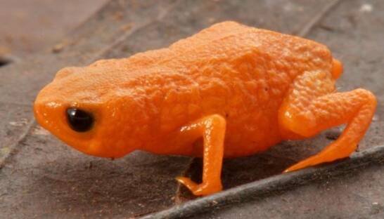 Оранжевый микровид из облачного леса: ученые нашли крохотную лягушку