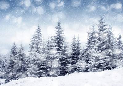 Замороженный лес раскроет загадку оледенения