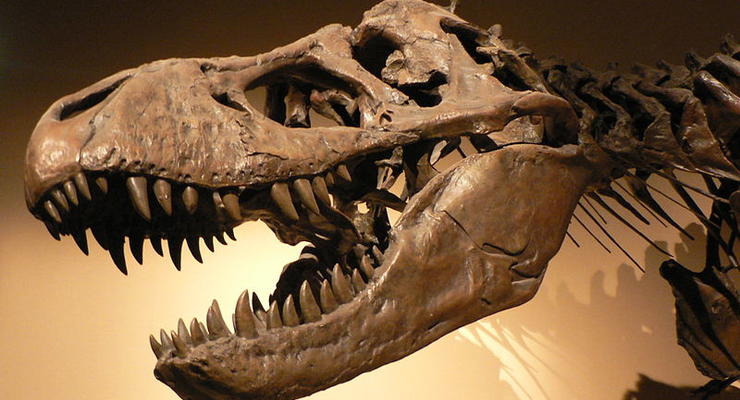 В Китае нашли родственника тираннозавра