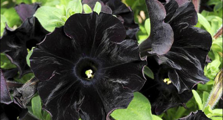 Инопланетные растения покрасили в черный цвет