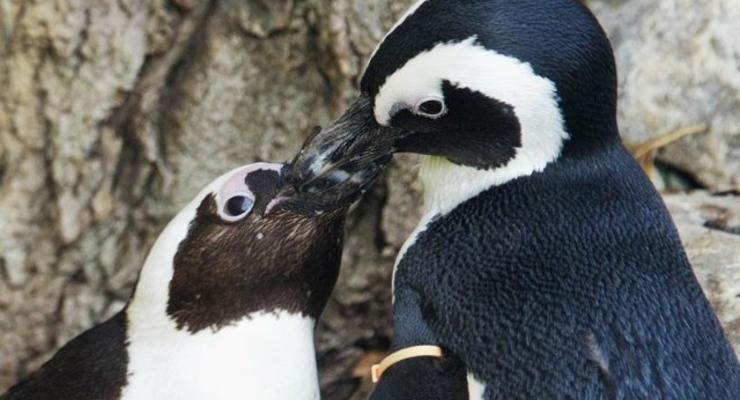 Знаменитые пингвины-геи нашли себе самок