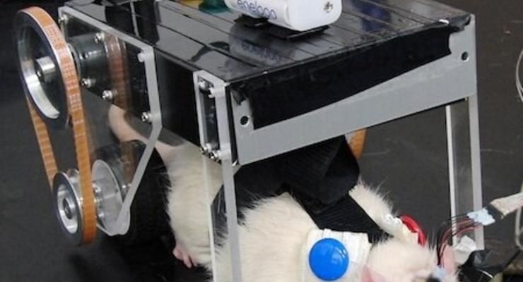 Японцы создали крысомобиль