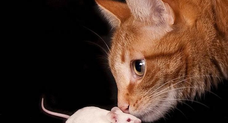 Мышей научили видеть свет носом