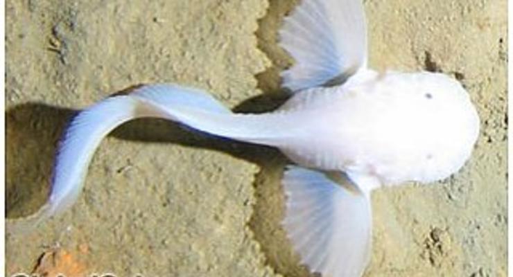 В Тихом океане обнаружена необычная рыба