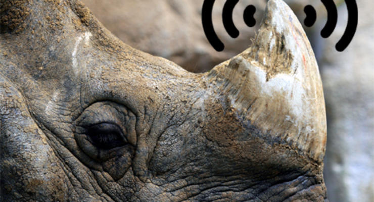 Носороги с GPS-навигаторами разгуливают по Африке
