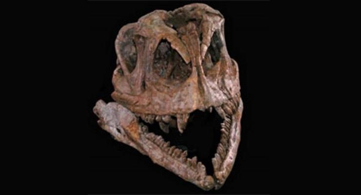 Ученые собрали скелет бабушки динозавров