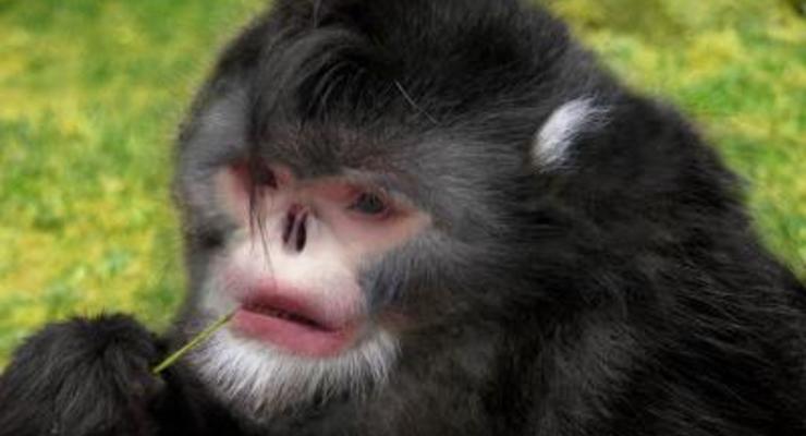Найдена обезьяна, похожая на Майкла Джексона