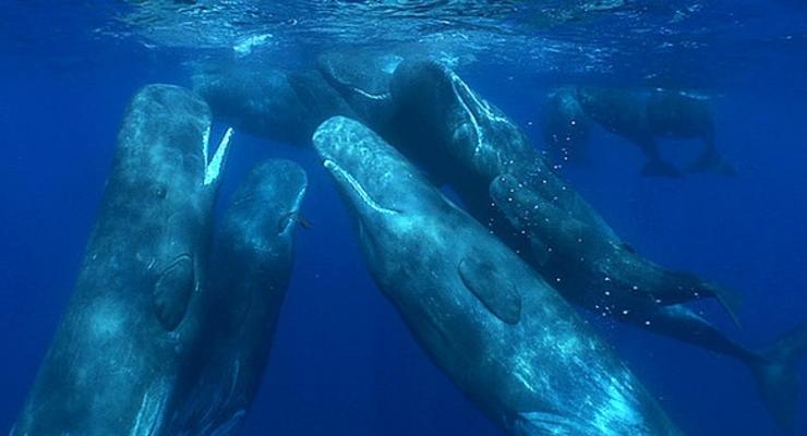 Все больше китов получают солнечные ожоги