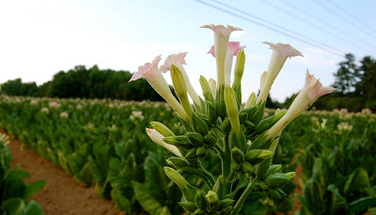В Перу нашли самый старый табак
