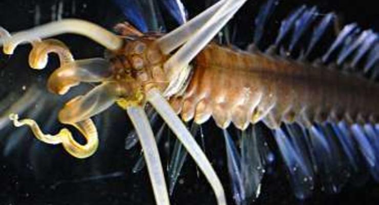 В море нашли гибрид кальмара и червя