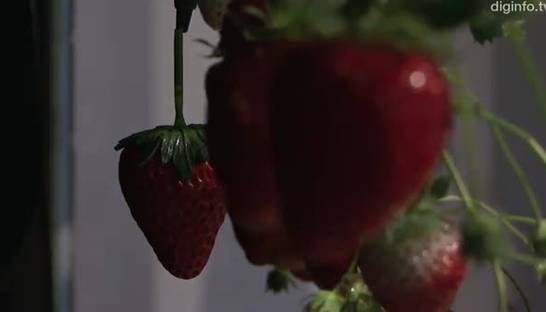 Робота научили собирать клубнику быстрее человека