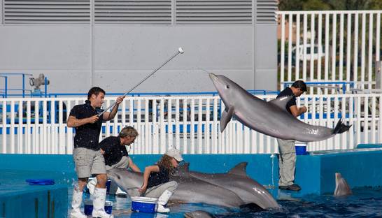 Дельфины вдохновили ученых на антибактериальное покрытие