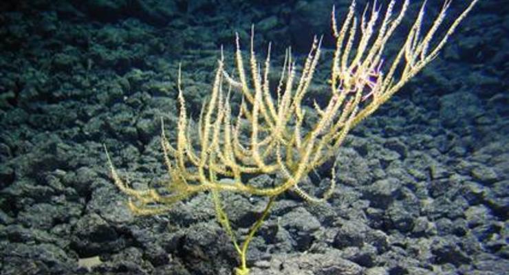 В Тихом океане нашли неизвестный вид кораллов-долгожителей