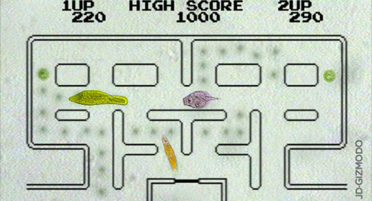 Биологи сыграли в Pacman микробами