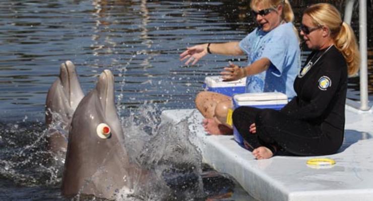 У дельфинов есть экстрасенсорные способности