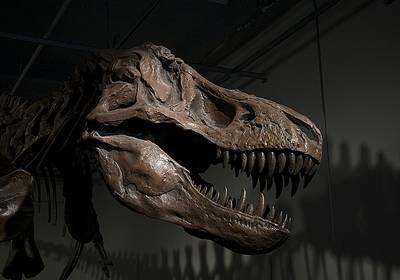 Тираннозавра опять перевели в хищники