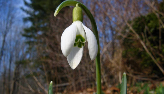 На онлайн-аукционе продали подснежник за 400 евро