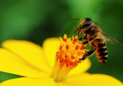 Пчелам грозит полное исчезновение