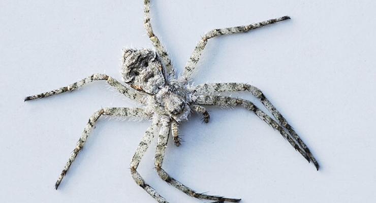 В Англии нашли настоящего человека-паука
