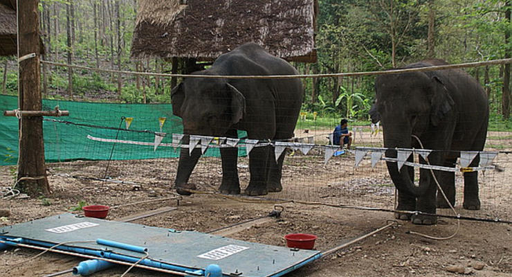 Слоны умеют выручать друг друга