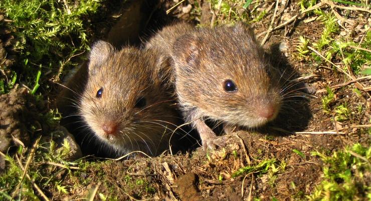 Ученые: мыши могут петь. Но тихо-тихо
