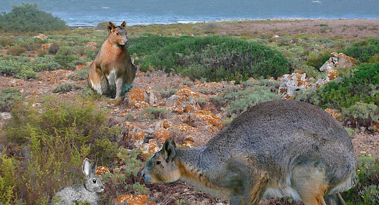 На испанском острове нашли останки гигантских кроликов