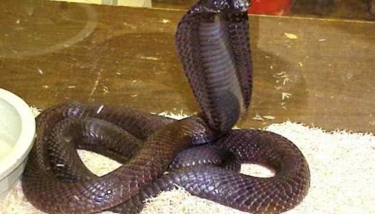 Сбежавшая из зоопарка кобра завела блог