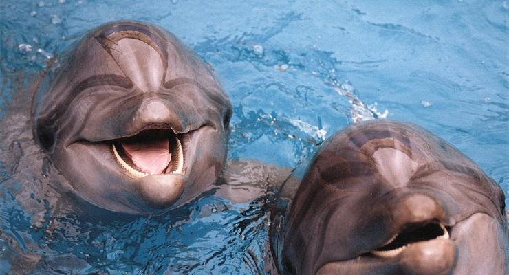 Ученые создают переводчика для дельфинов