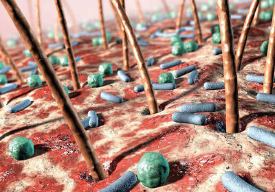 Знакомьтесь: наши «родные» бактерии