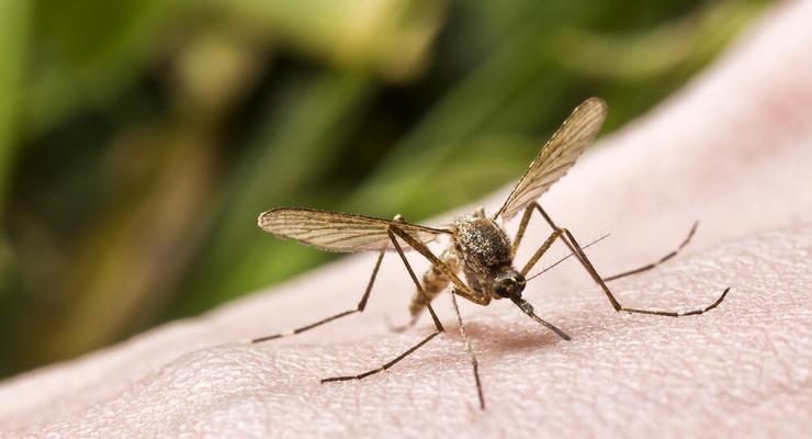 Изобретено лучшее средство от комаров