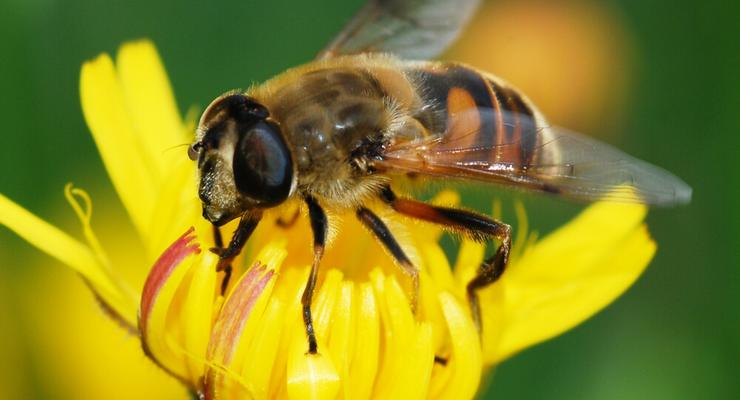 От депрессии страдают даже пчелы