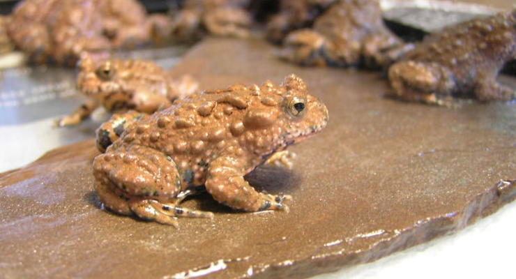 От рака вылечит кожа жаб