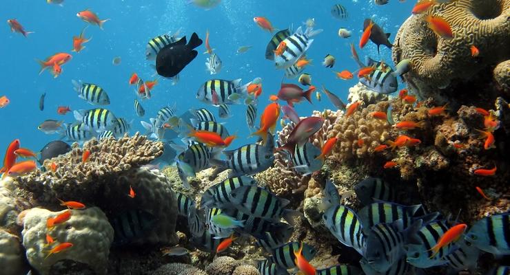Ученые: жизнь в океанах на грани исчезновения