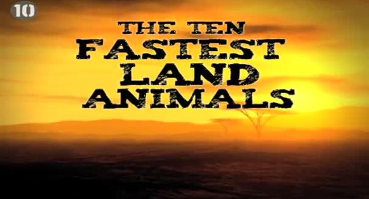 ТОП-10 самых быстрых животных мира