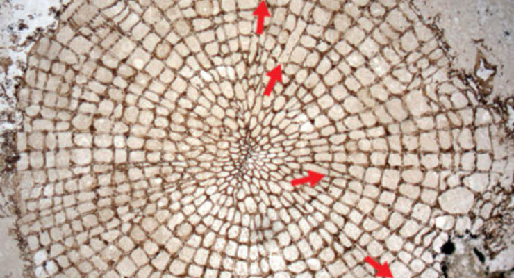 Ученые нашли останки самого древнего дерева в мире