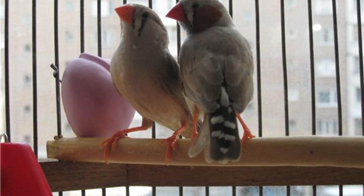 Ученые: птицы-геи создают крепкие семьи