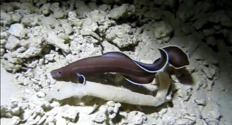 В океане найдены древнейшие угри