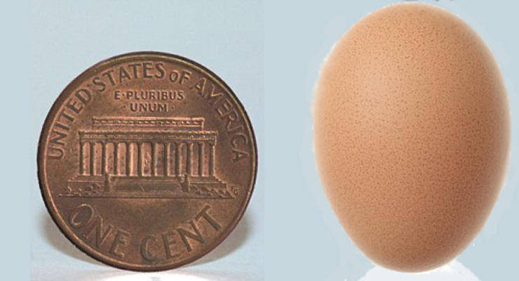 Курица снесла самое маленькое яйцо в мире