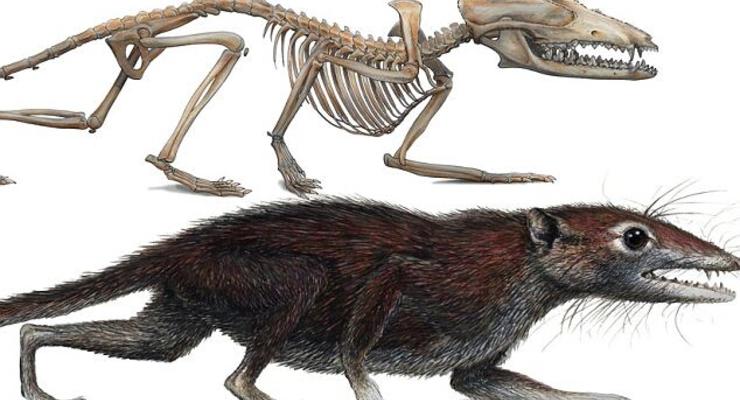 Общим предком человека была крыса из Китая