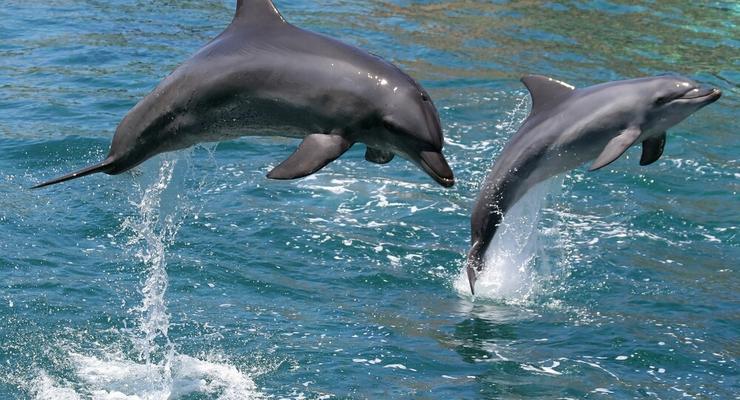 Дельфины помогут найти инопланетян