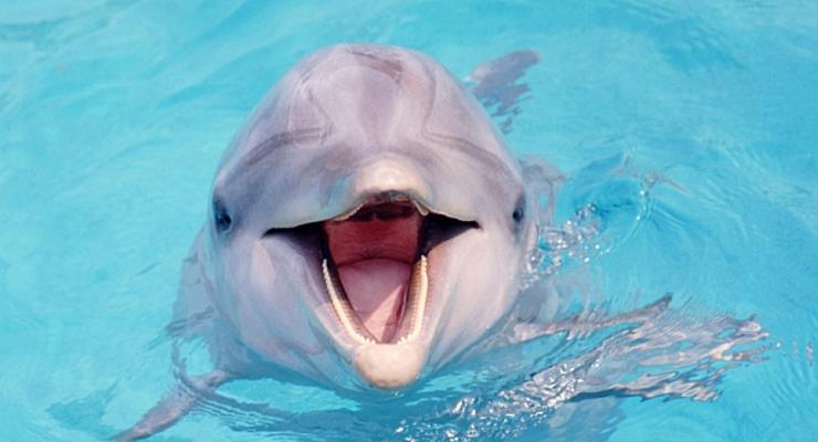 Дельфины разговаривают как люди