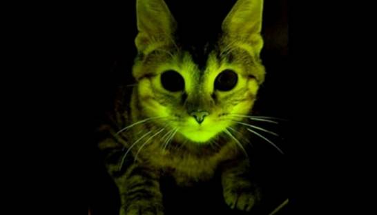 Зеленые кошки помогут победить СПИД