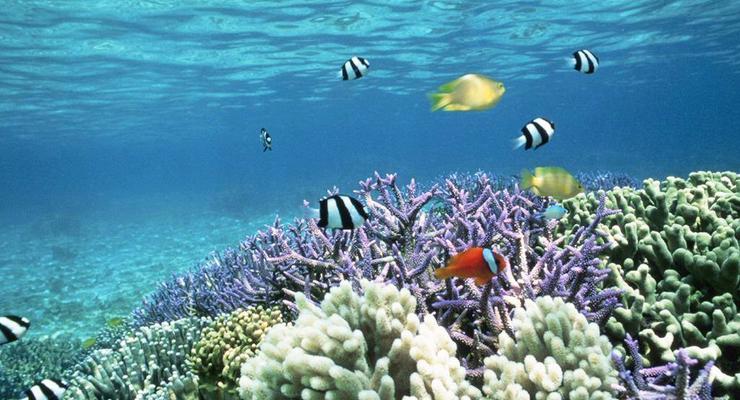Кораллы исчезнут уже в этом веке
