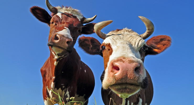 Коровы оставили без связи абонентов сотового оператора