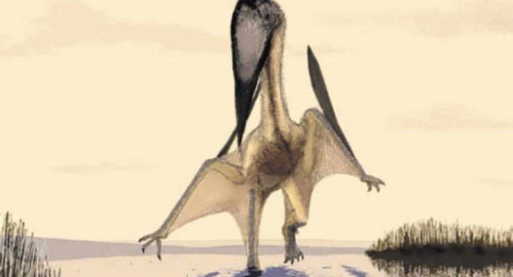 В музее нашли огромного летающего динозавра