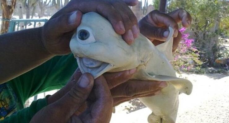 Уникальная одноглазая акула признана настоящей