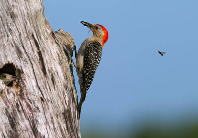 Биологи выяснили, почему не болит голова у дятла