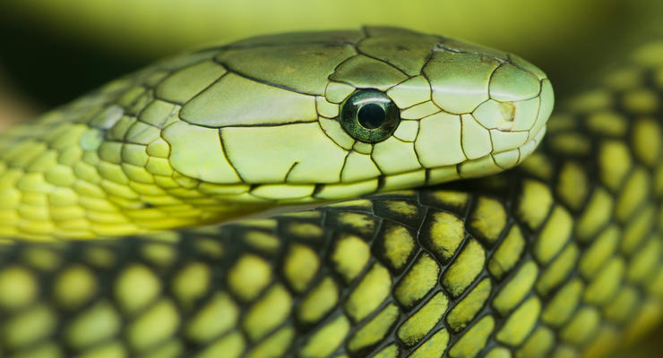 Спасение от рака нашли в яде змей