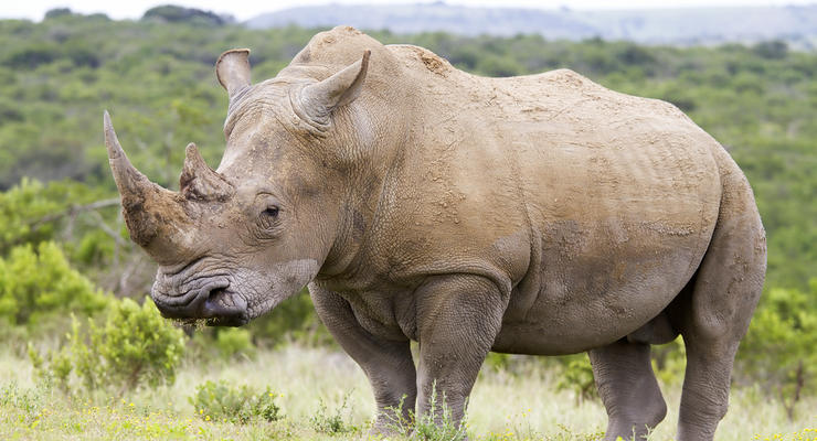 Носороги скоро полностью исчезнут