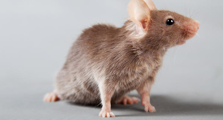 Биологи создали суперсильную мышь